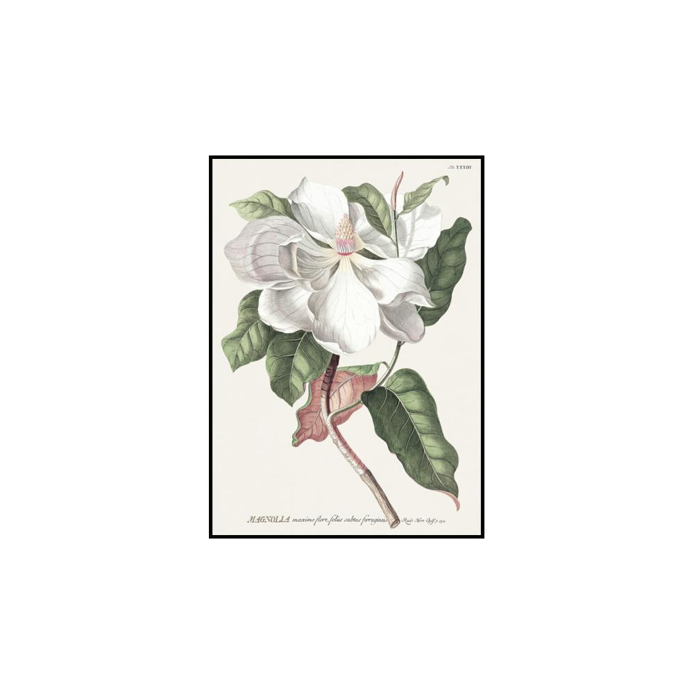 Vintage Magnolia Poster | ODORNE